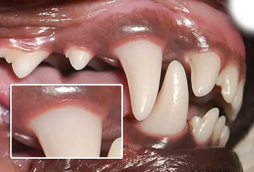 Instrumentos de profilaxia dental veterinária dispostos em consultório — base da saúde bucal de cães e gatos