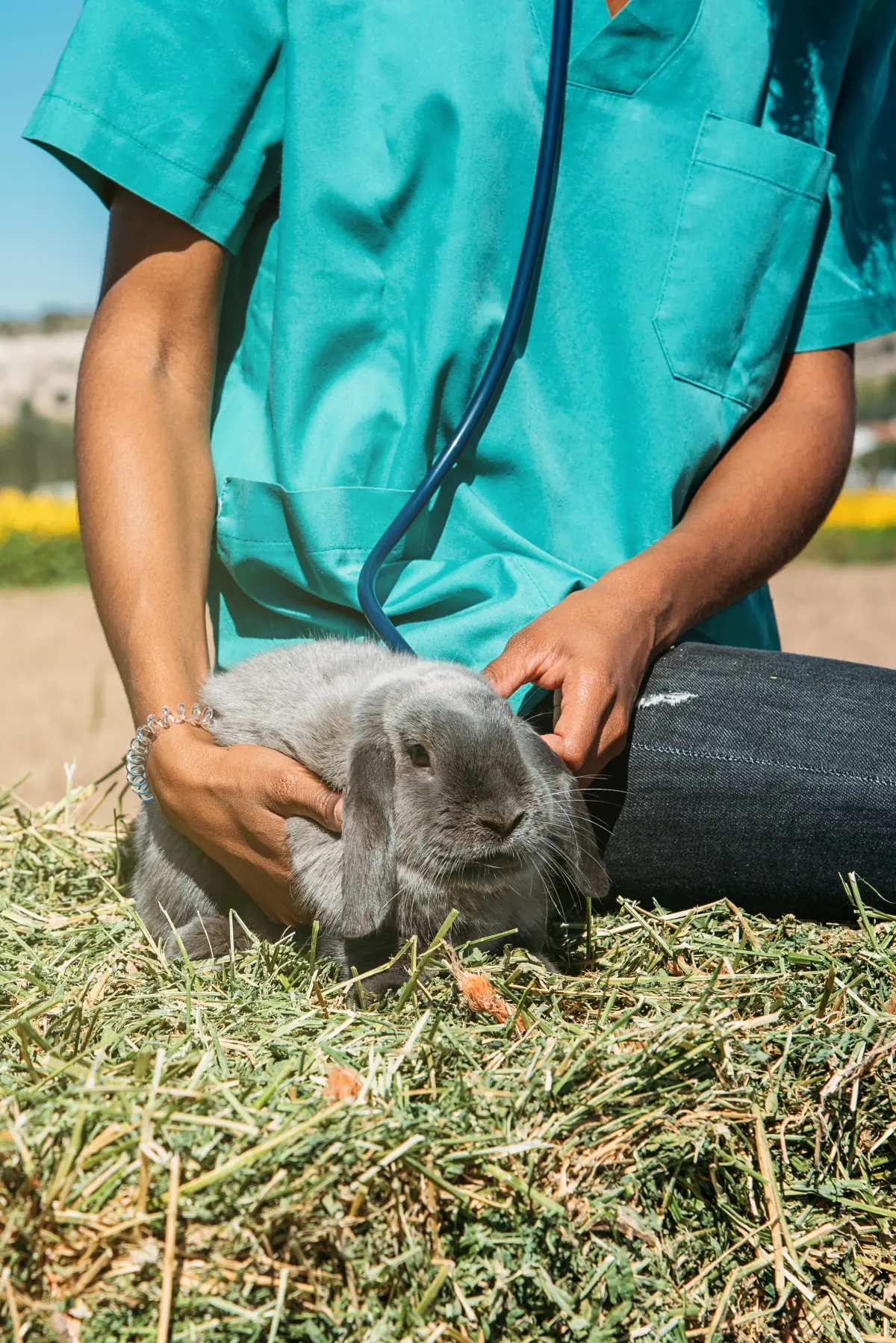 Animal exótico posicionado para avaliação odontológica especializada em consultório veterinário